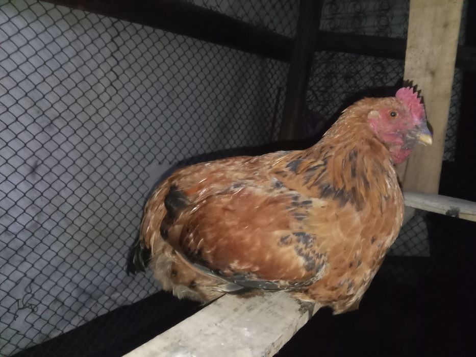 Продам петухов молодых