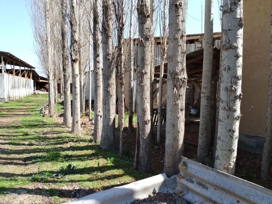 Терак сотилади. Бука тумани