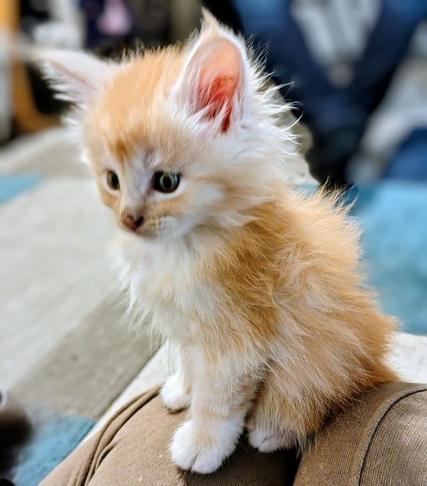 Vând băiețel maine coon