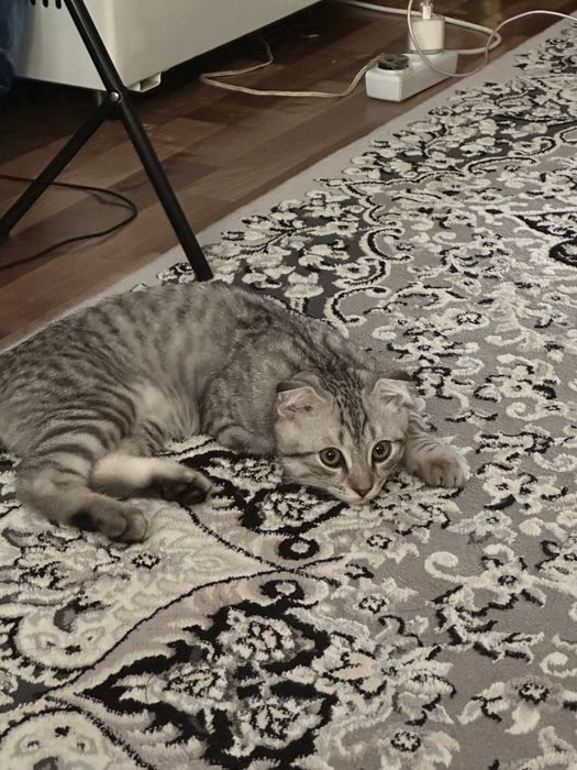 Вислоухий котейка