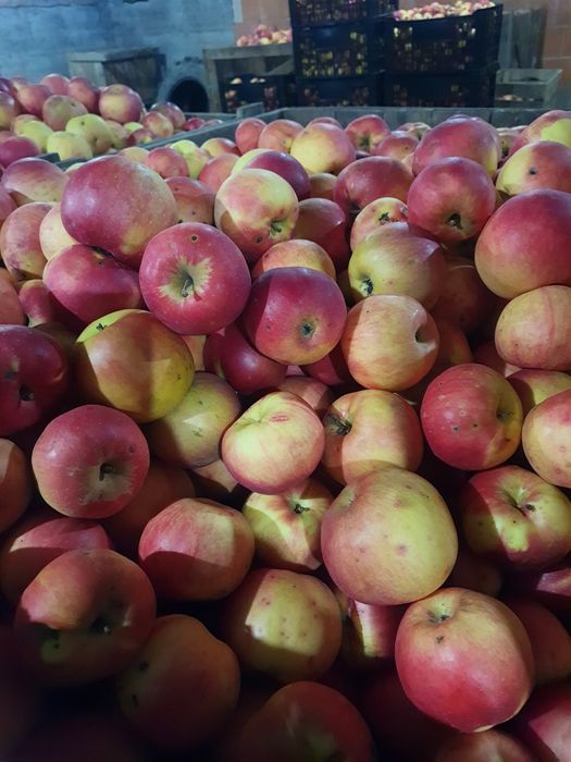 Mere Ionatan, Florina și Idared