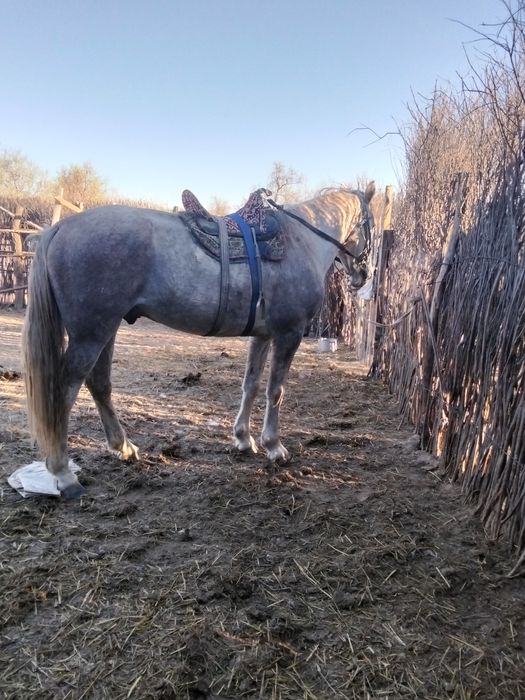 Айғыр сатылады 6 жасар