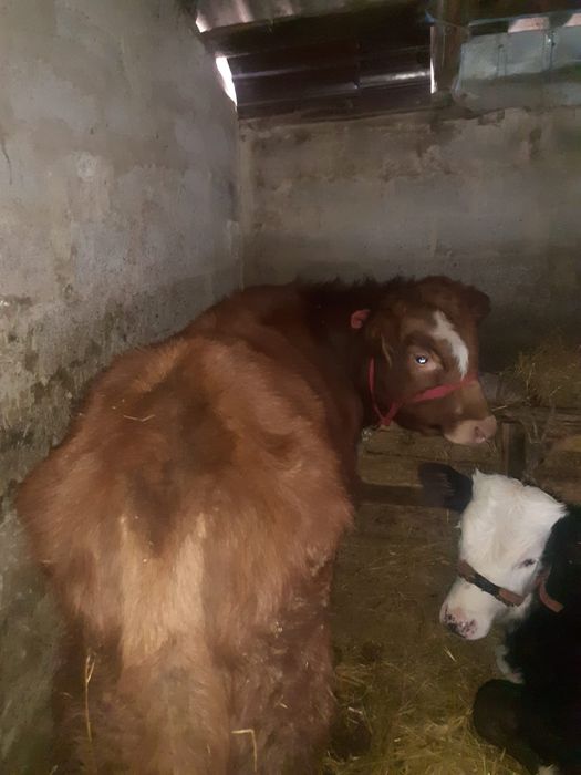 Vînd vițăi de rasă!