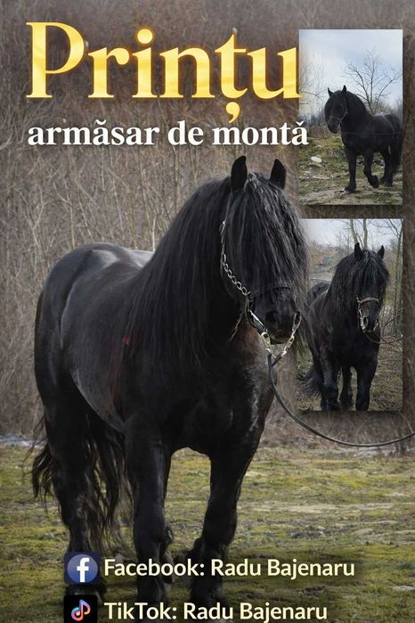Armasar de 6 ani