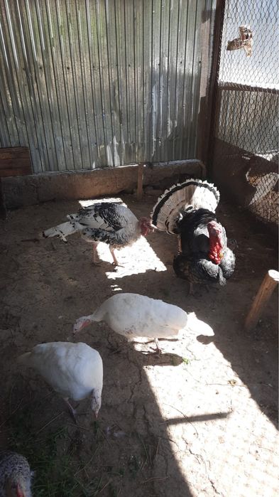 продается сатылады ак мекен индюктар