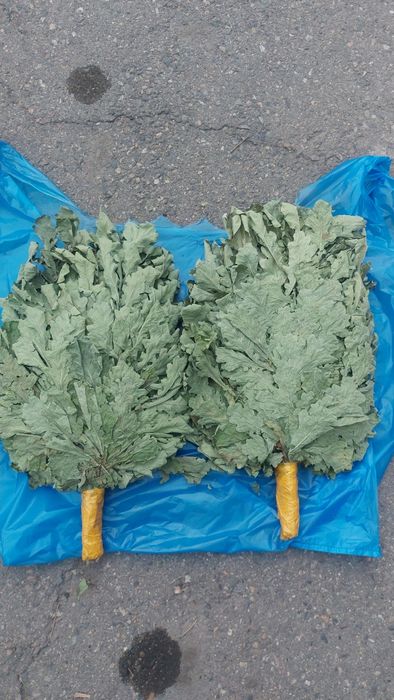 Продам дубовые веники