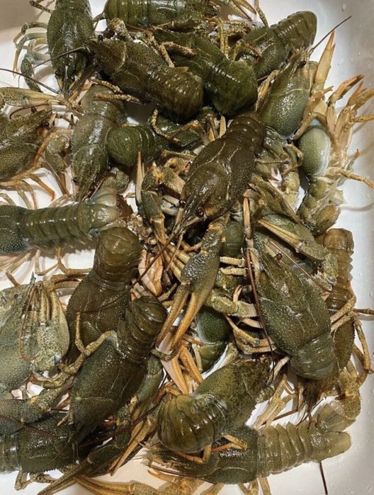 Живые раки,большие раки, tirik qisqichbaqala
