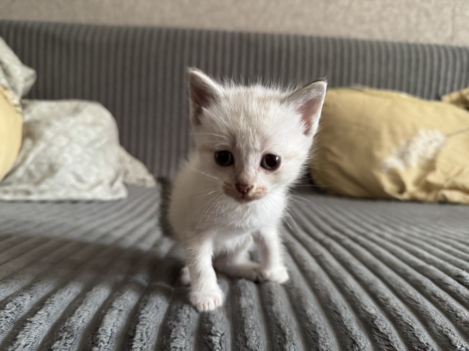 Отдам малышей-котяток