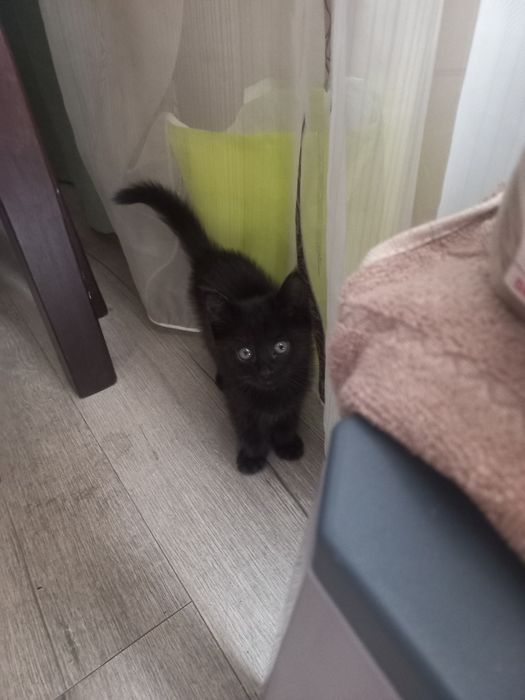 Отдам котенка в добрые руки