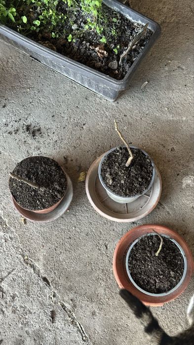 Фиданки от орехово дърво