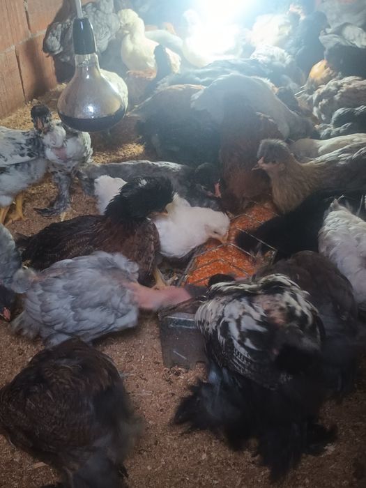 Pui motati si încaltati doua luni