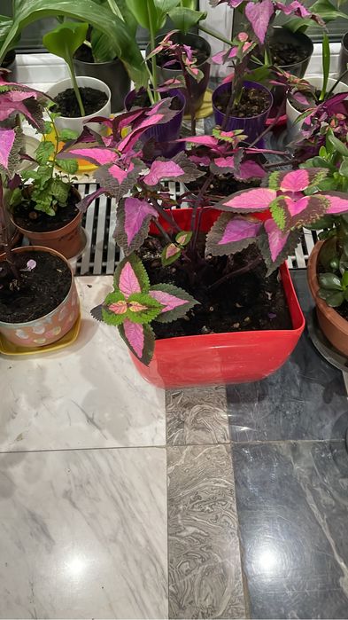 Цветы комнатные