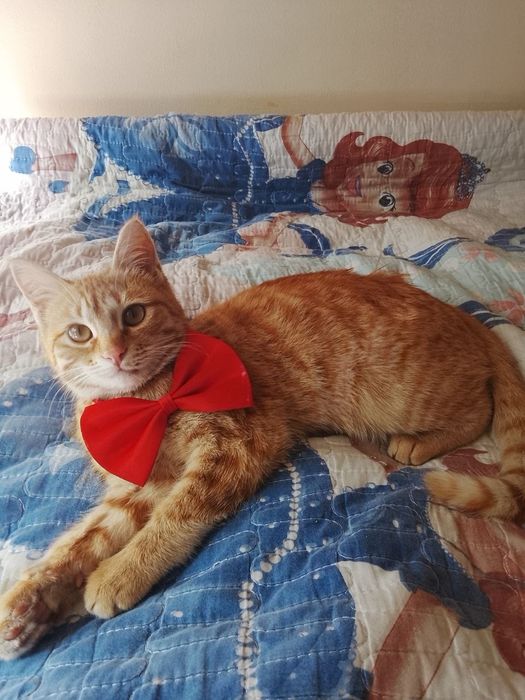 Девочка в хорошие руки, очень добрая .