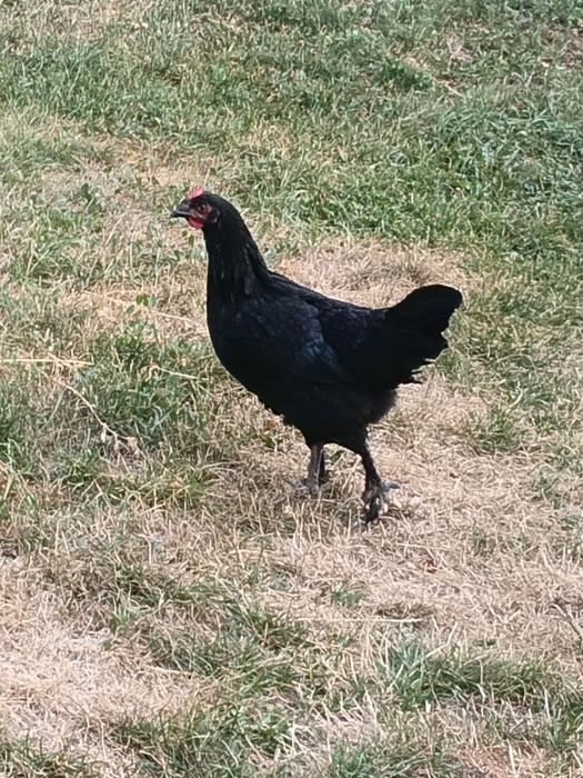 Puicute australorp
