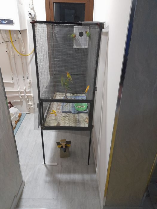 Продаётся попугай