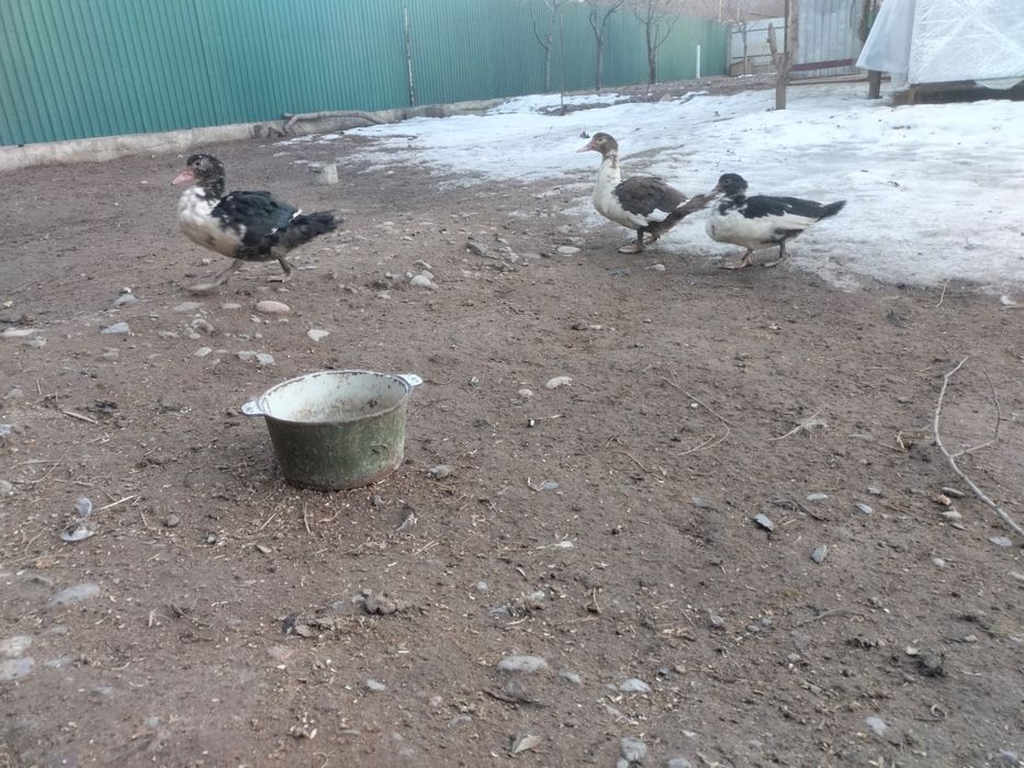 Продается индоутки