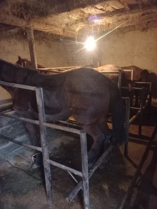 Соғым(откорм) жас биелер сатылады