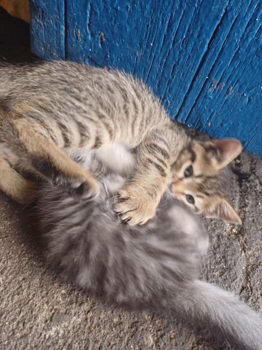 Отдам котят в добрые руки