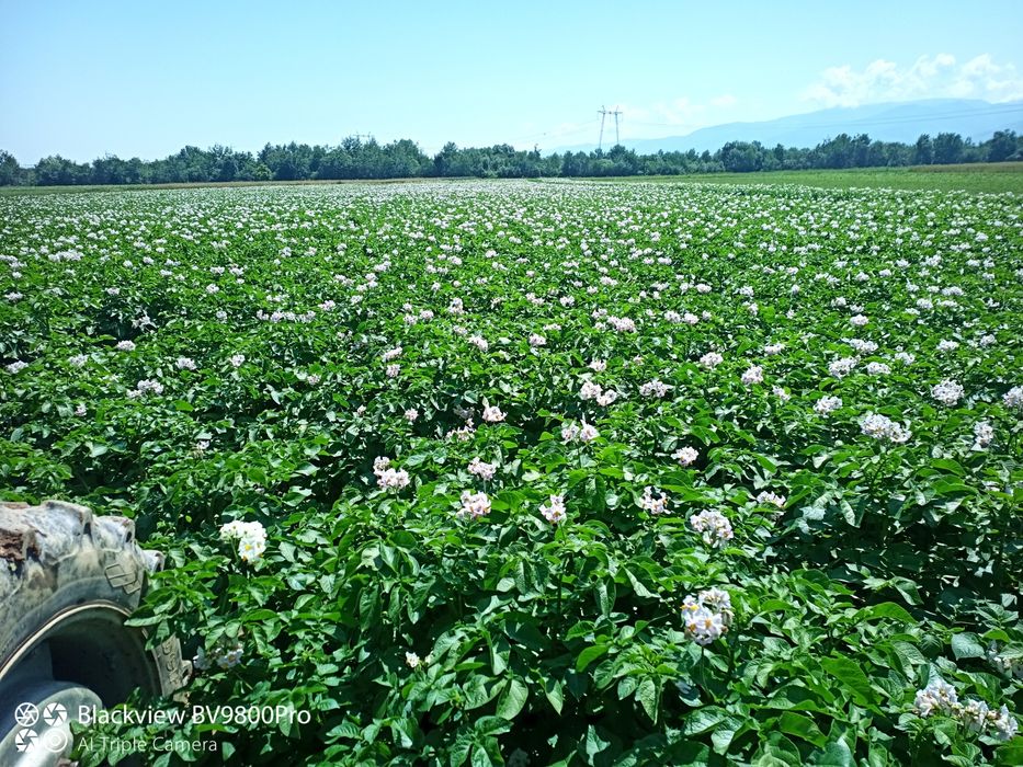 Cartofi de sămânță roși și albi