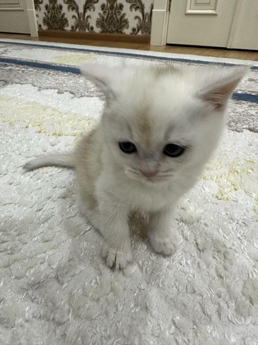 чистокровный вислоухий котенок Скотиш фолд Skotish fold