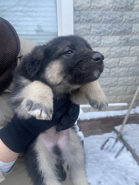 Животные даром . В добрые руки .