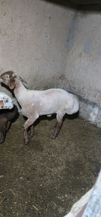 Qochqor sotiladi qoy tish buzmagan hali yirik narsa zotga boqsa ham