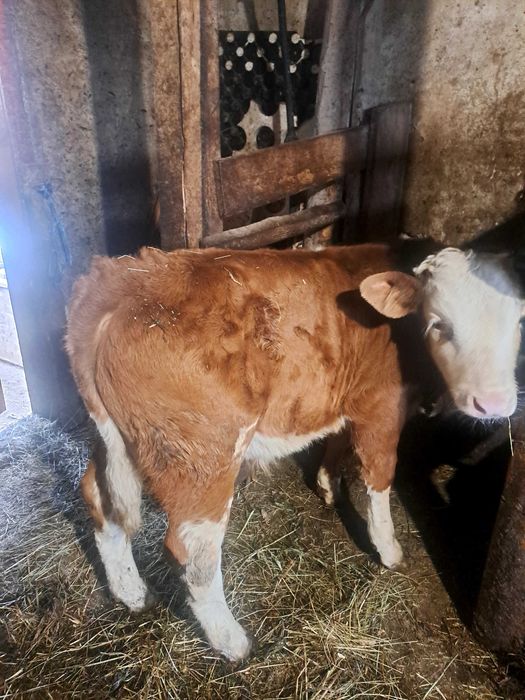 Vaca bună de ținut