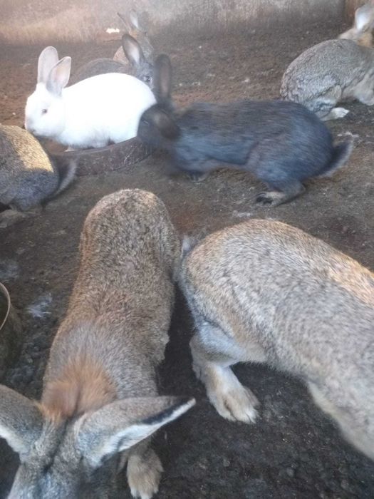 Продавам зайци. Цена 12лв.тегло.