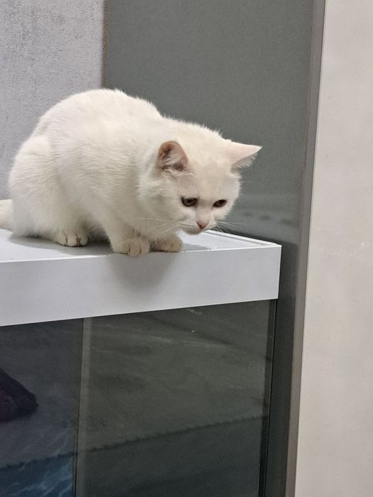 Британ скотш страйт