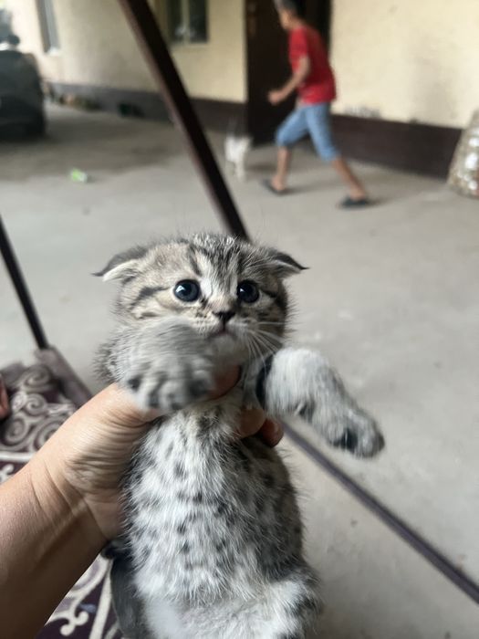 Котята домашние.
