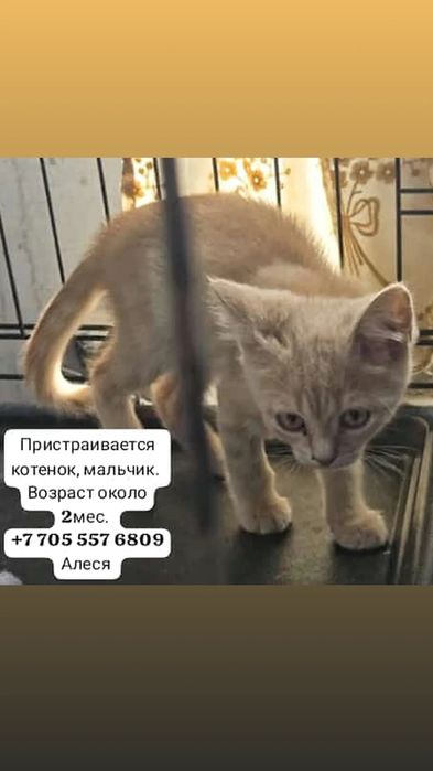 Пристраиваются кошки