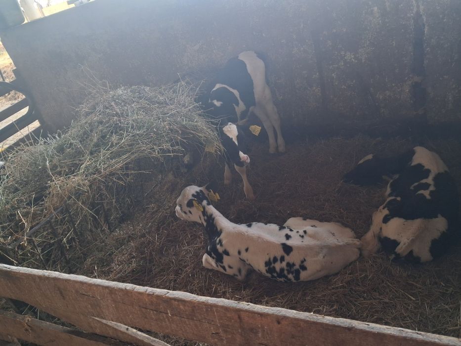 Vand vitele holstein