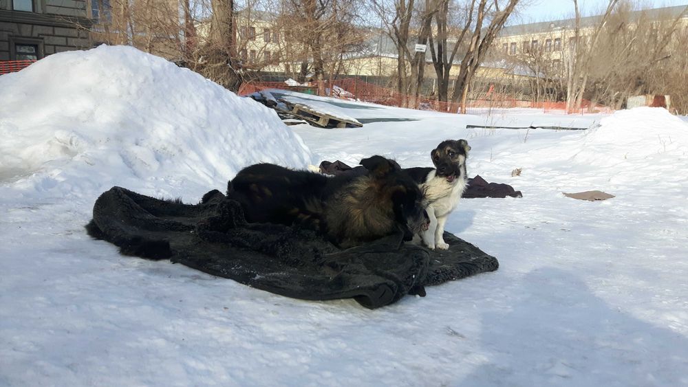 Щеночки звоночки