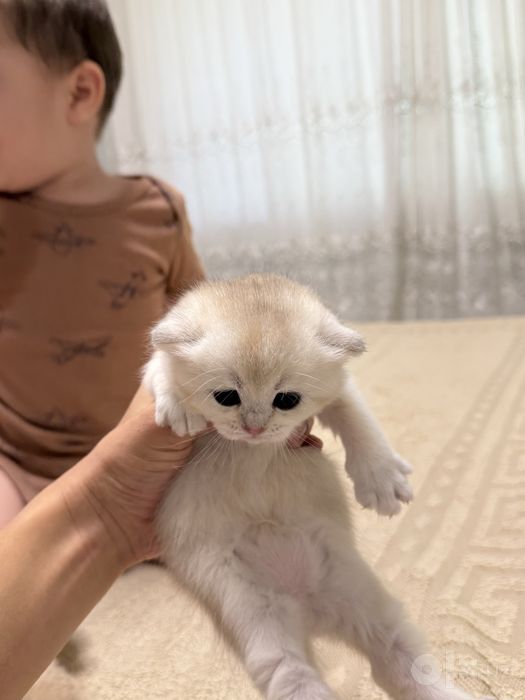 Золотая шиншилла