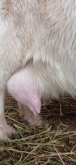 Ешкилер сатылады