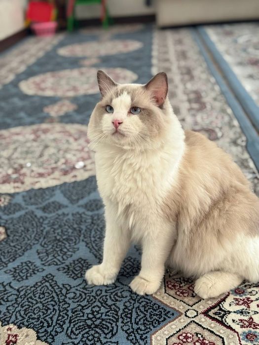 Продаётся чиста кровная Регдол