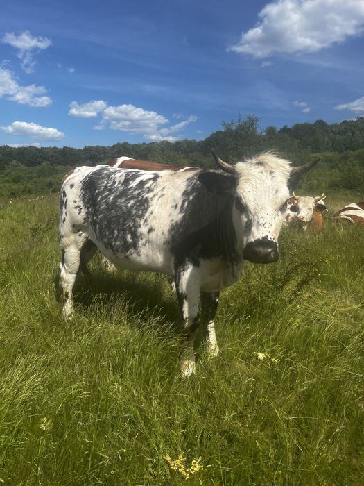 Vand 1 vaca si 3 junici