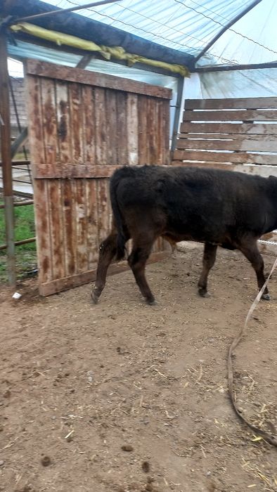 Новос сотилади..