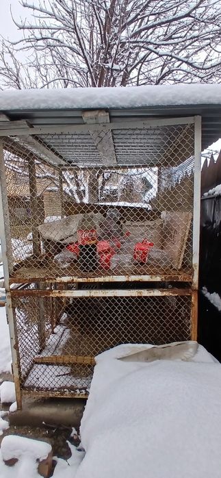 Курятник крольчатник