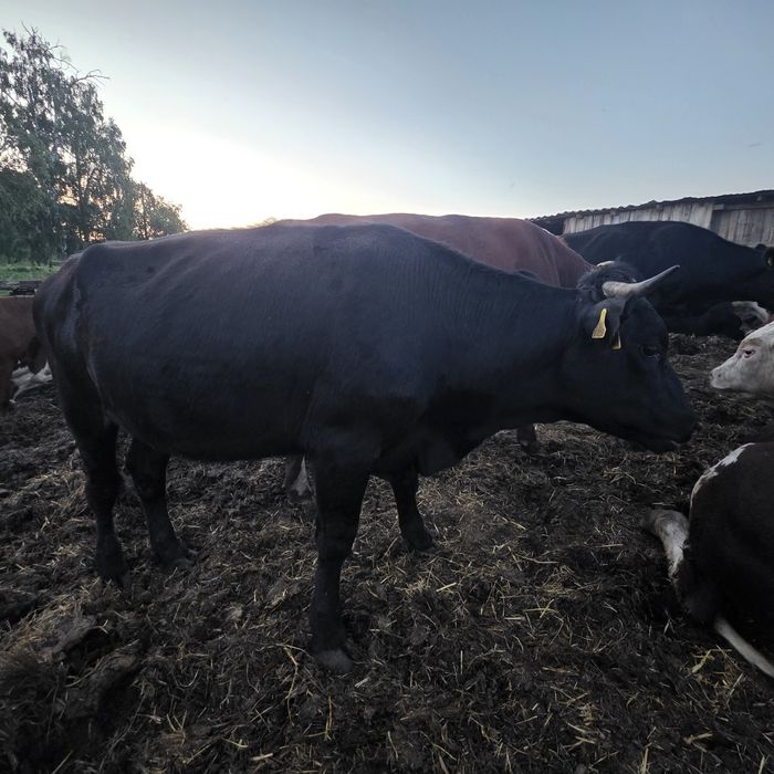 Продам телок на коров