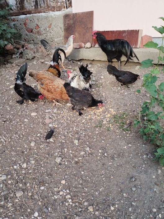 Vând puicuțe și cocoși australop, italieni și pitice