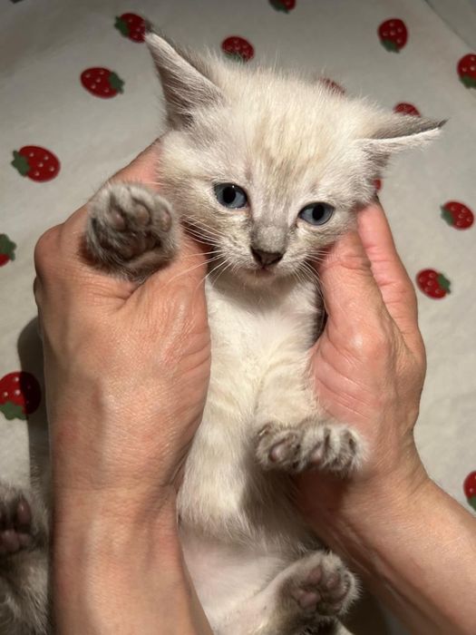 Котенок в добрые руки