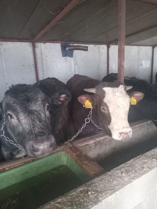 Vand 10 tauri si 2 junci