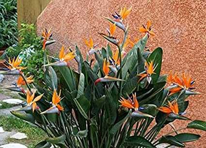 Strelitzia (Pasarea Paradisului) in ghiveci (neinflorita)