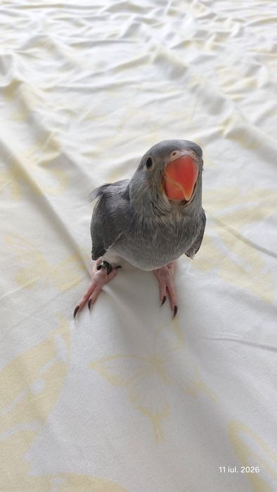 Papagal Micul Alexandru ( alexander) Cleartail Gray/Alb