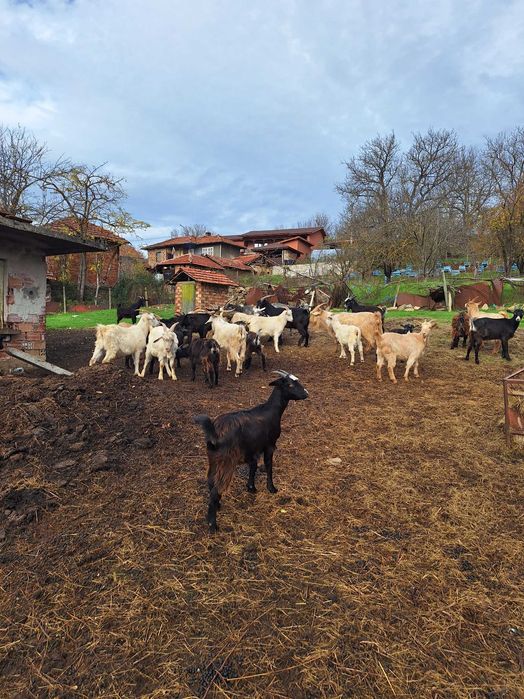 Миналогодишни мъжки пърчове