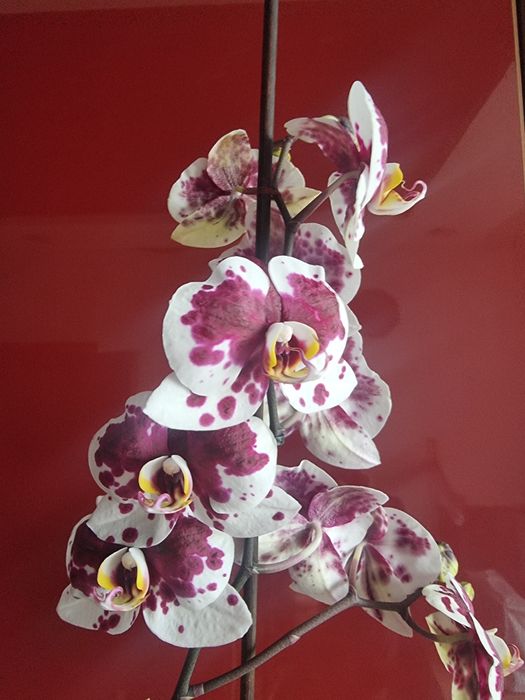 Продам    орхидею