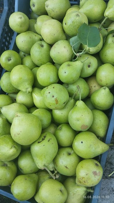 Продам грушы домашние