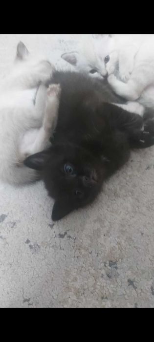 Продам котят 1 месяц