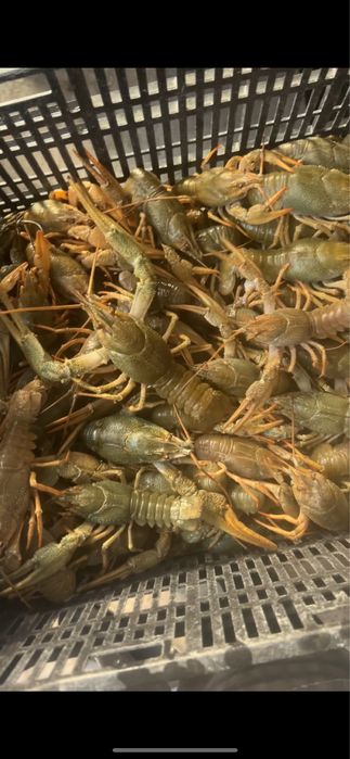 Озерные Живык раки